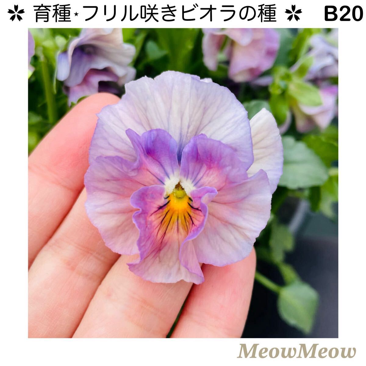 【B20】MeowMeow交配・フリルビオラの種(30粒)拍卖