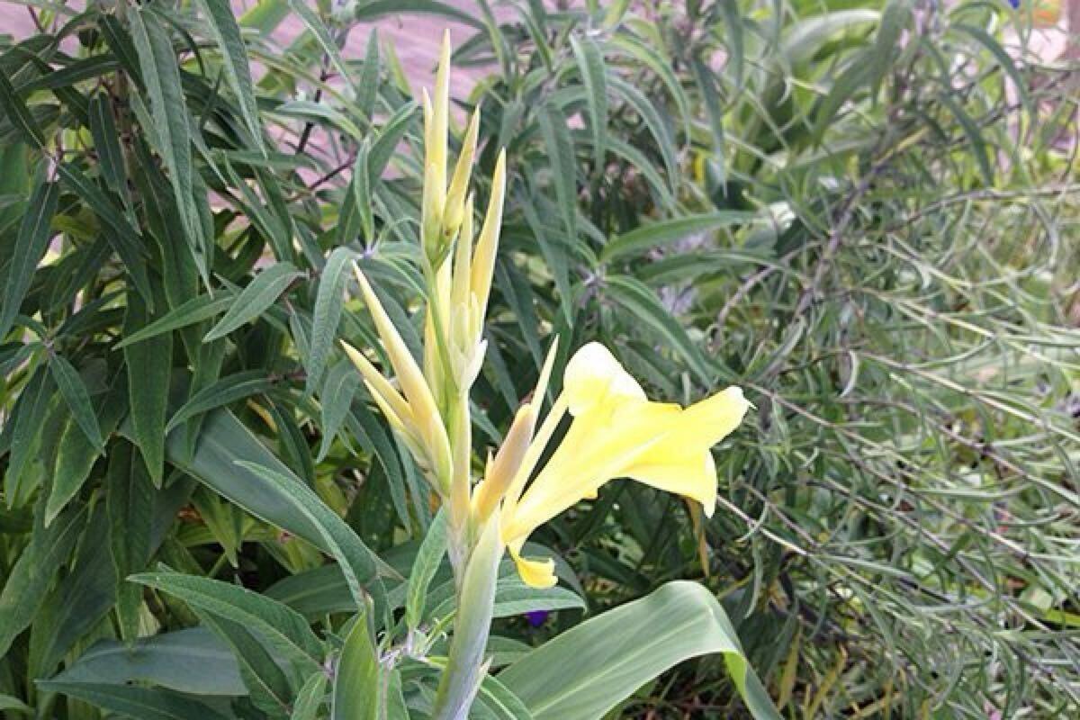 カンナ・グラウカ 種5粒 Canna glauca 水性カンナ 水生植物 地植えもOK拍卖