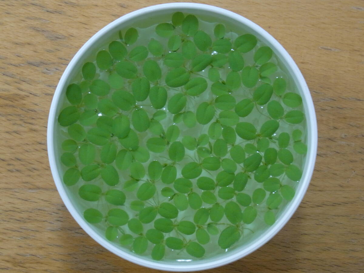 オオサンショウモ (幼生の葉)  ネコポス便 無農薬 補償付拍卖