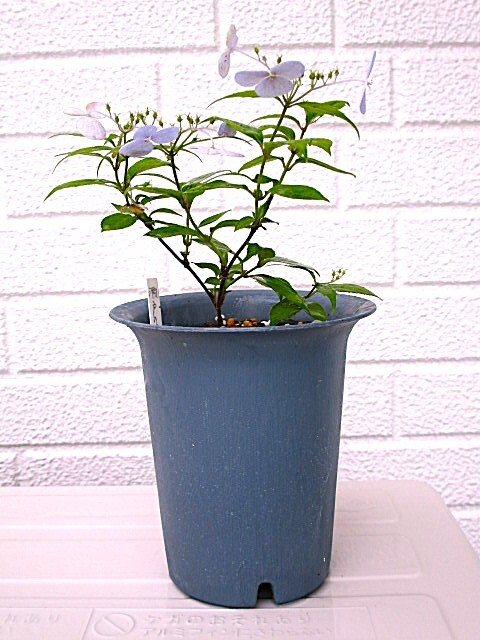 ヤマアジサイ 瀬戸の月_“即決” 拍卖