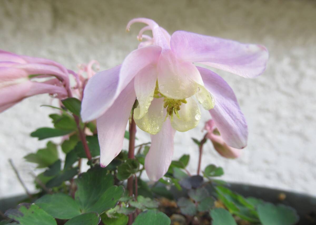 ④ミヤマオダマキ苗【おぼろ】 1株(2~3年生株)拍卖