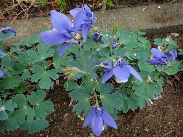 ★2ミヤマオダマキ種子★【瑠璃】50粒+(2025年6月採取)拍卖