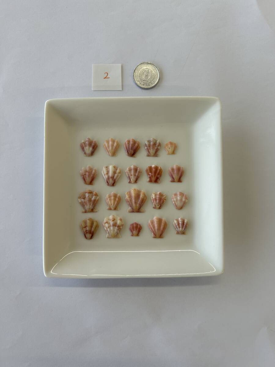 2 シェル 貝殻拍卖