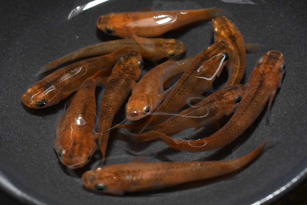 【猫飯本店】錦秋メダカの稚魚・10匹 拍卖