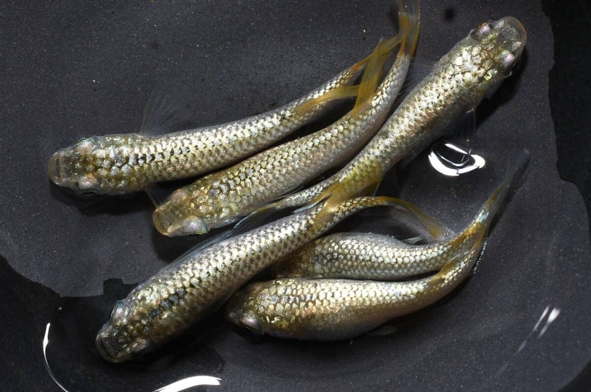シャンパンゴールドラメメダカの稚魚・10匹 メダカ屋猫飯拍卖