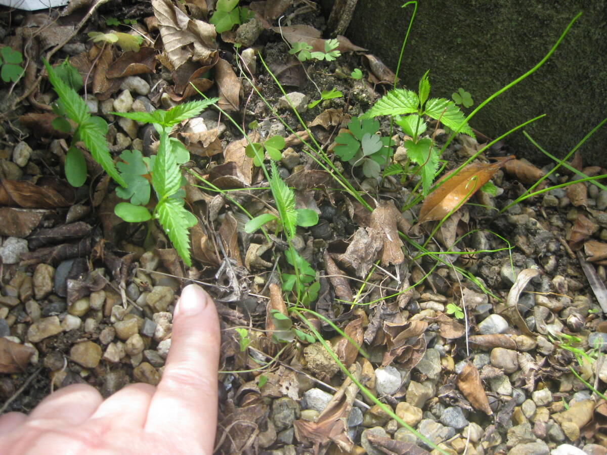 111円即決中★白ヤマブキの小苗1本拍卖