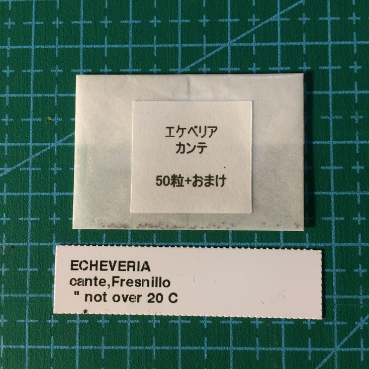 エケベリア カンテ 種子50粒 タネ 多肉植物 種拍卖