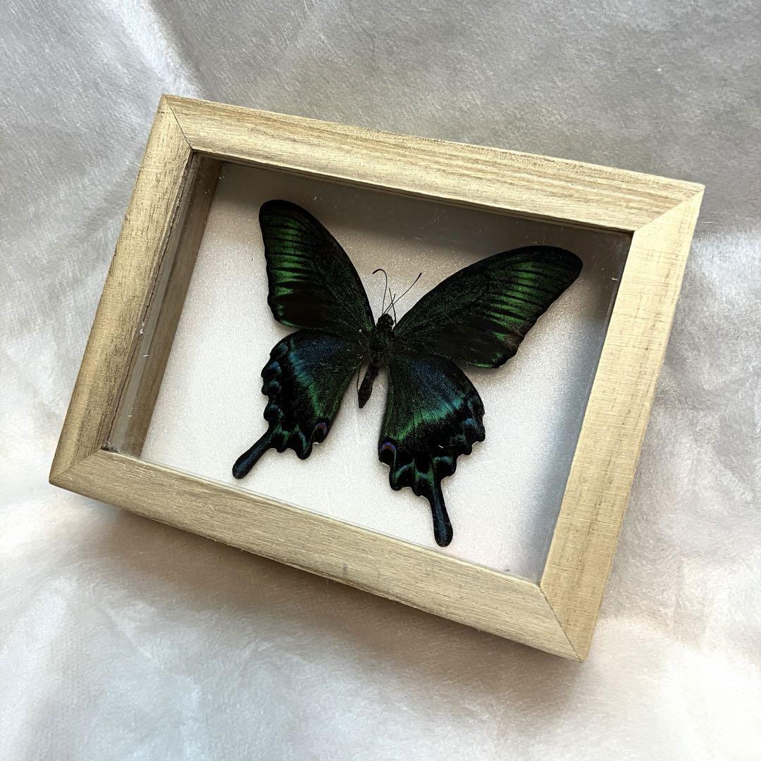 【昆虫標本】ミヤマカラスアゲハ ウッドケース入り拍卖
