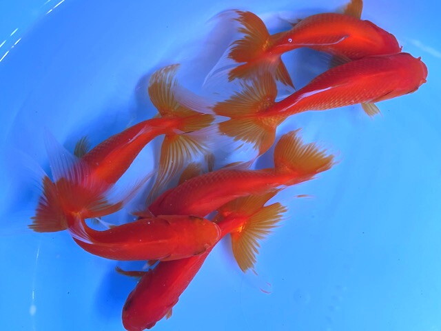 福嘉金魚 動画あり! ジャンボオランダ獅子頭 良福鑑賞魚産 JOS-5 ⑥-3 約12~14㌢ 2024産 1匹 大きいオランダから選んで発送! 現物 滋賀拍卖