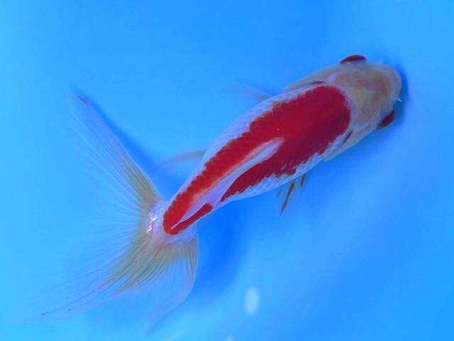 福嘉金魚 動画あり 上物 ジャンボオランダ獅子頭 良福鑑賞魚産 OSJ-1 ⑥-3 約12~14㌢ 2024産 1匹 カッコいいジャンボ 大きく育てて!現物拍卖