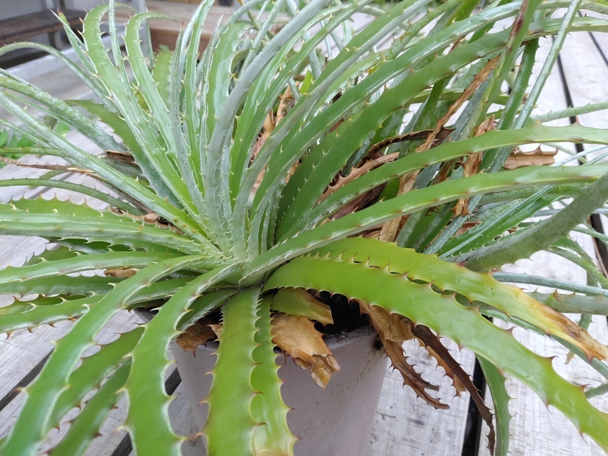 【即決】'Hechtia glomerata 華燭の典 '2【送料無料】拍卖