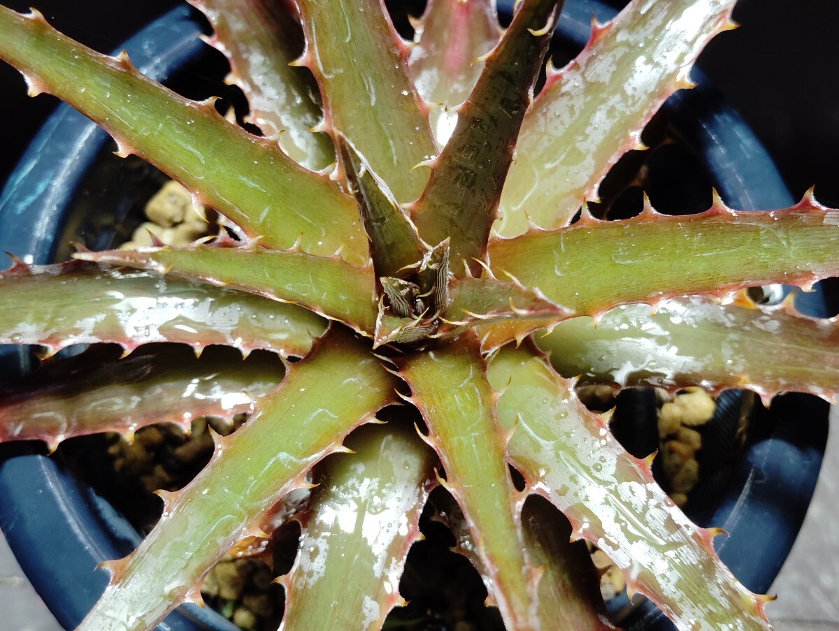 'Dyckia Cat Fight F2 Type B '【送料無料】拍卖