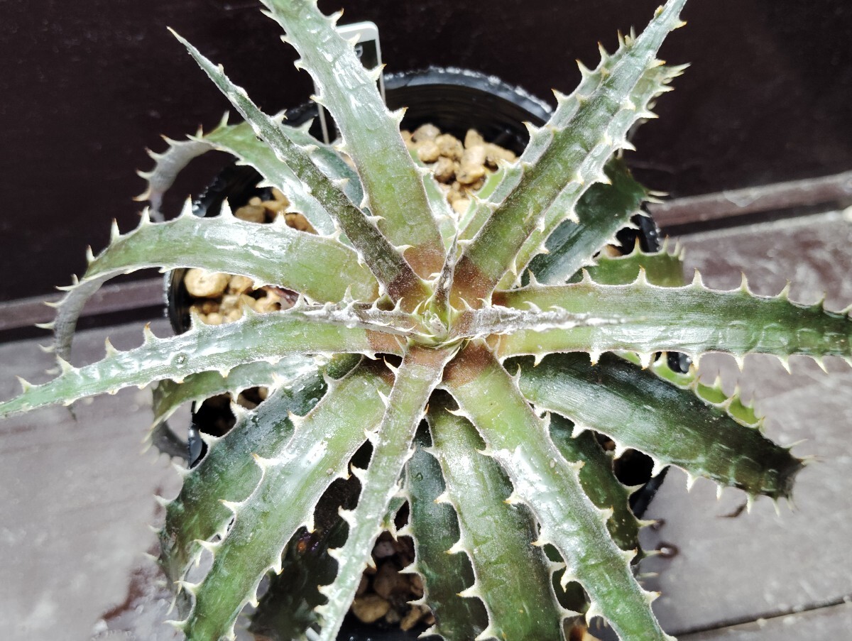 'Dyckia milagrensis' 1【送料無料】拍卖