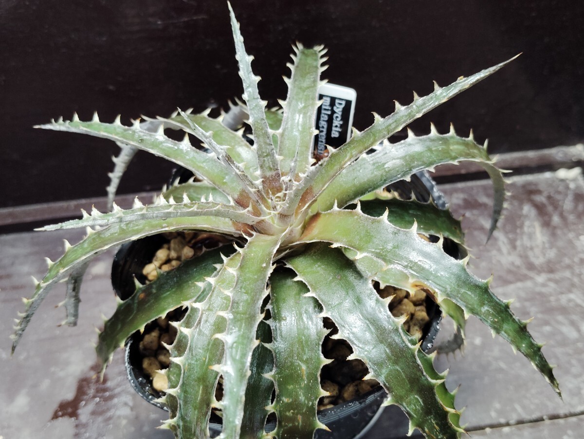 'Dyckia milagrensis'2【送料無料】拍卖