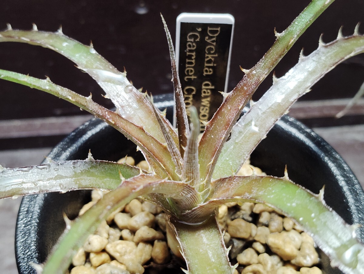 'Dyckia dawsonii Garnet Crow '【送料無料】拍卖
