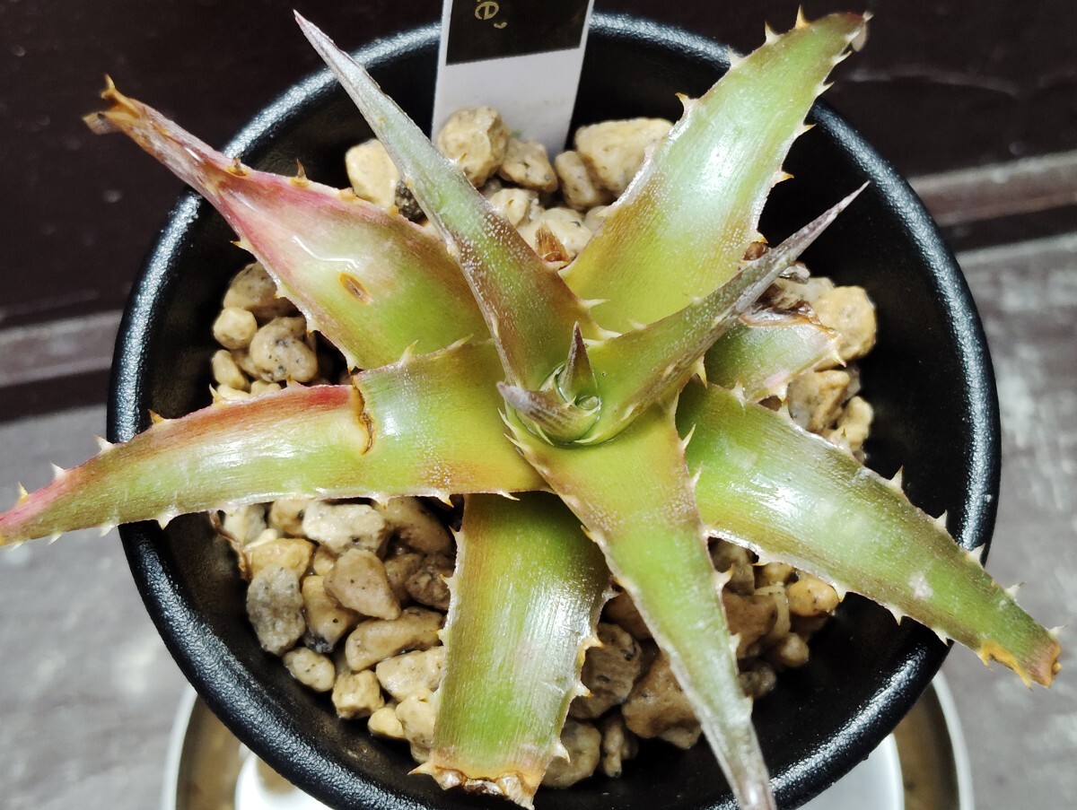 'Dyckia Cascade'【送料無料】拍卖