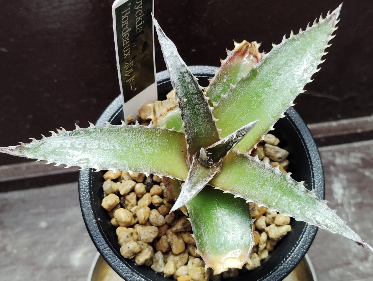 'Dyckia 'Bordeaux ボルドー【送料無料】拍卖