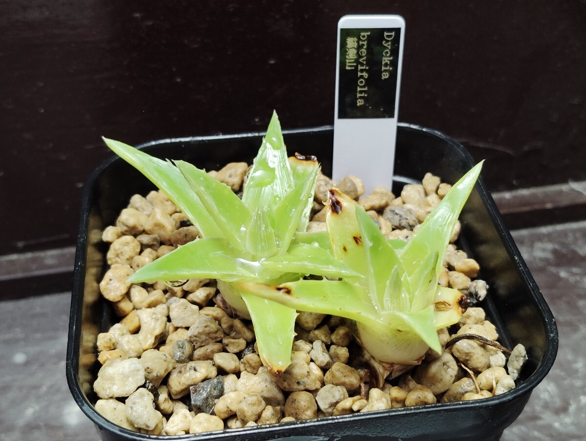 【即決】 'Dyckia brevifolia 縞剣山'【送料無料】拍卖