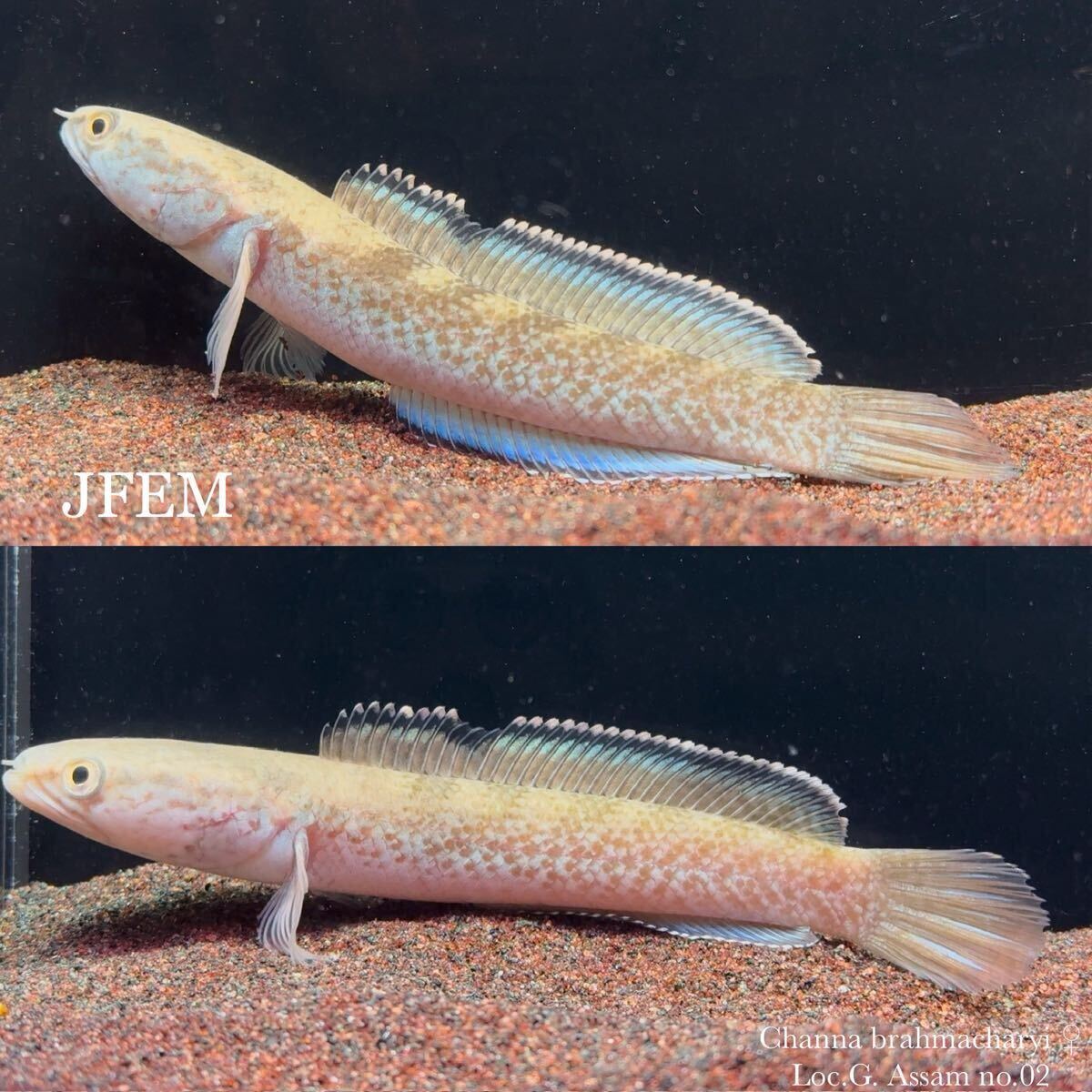 チャンナ ブラーマチャリイ Channa brahmacharyi “Loc.G. Assam”/ sp. ガロ / エメラルドグリーン /ジェフェム JFEM no.02 ♀拍卖