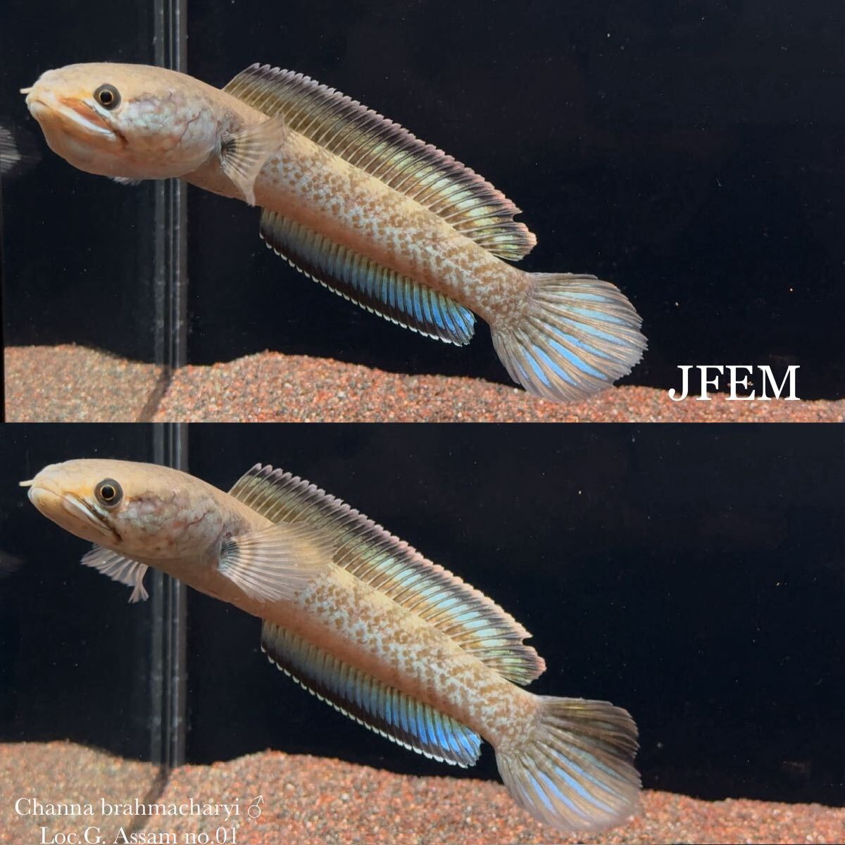 チャンナ ブラーマチャリイ Channa brahmacharyi “Loc.G. Assam”/ sp. ガロ / エメラルドグリーン /ジェフェム JFEM no.01 ♂拍卖