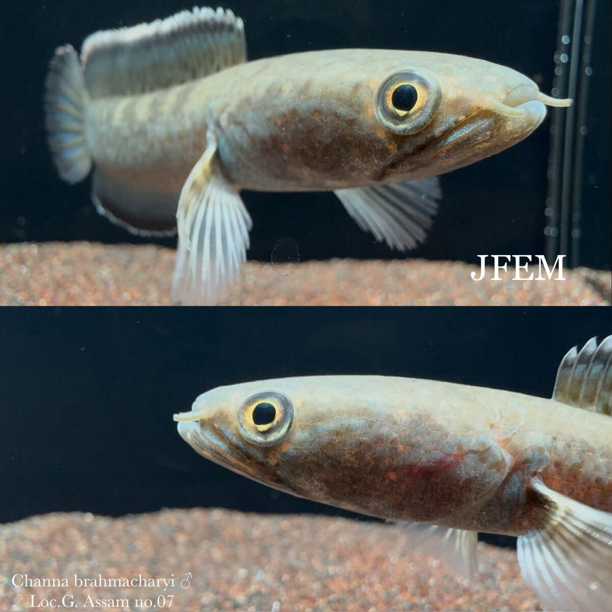 チャンナ ブラーマチャリイ Channa brahmacharyi “Loc.G. Assam”/ sp. ガロ / エメラルドグリーン /ジェフェム JFEM no.07♂拍卖