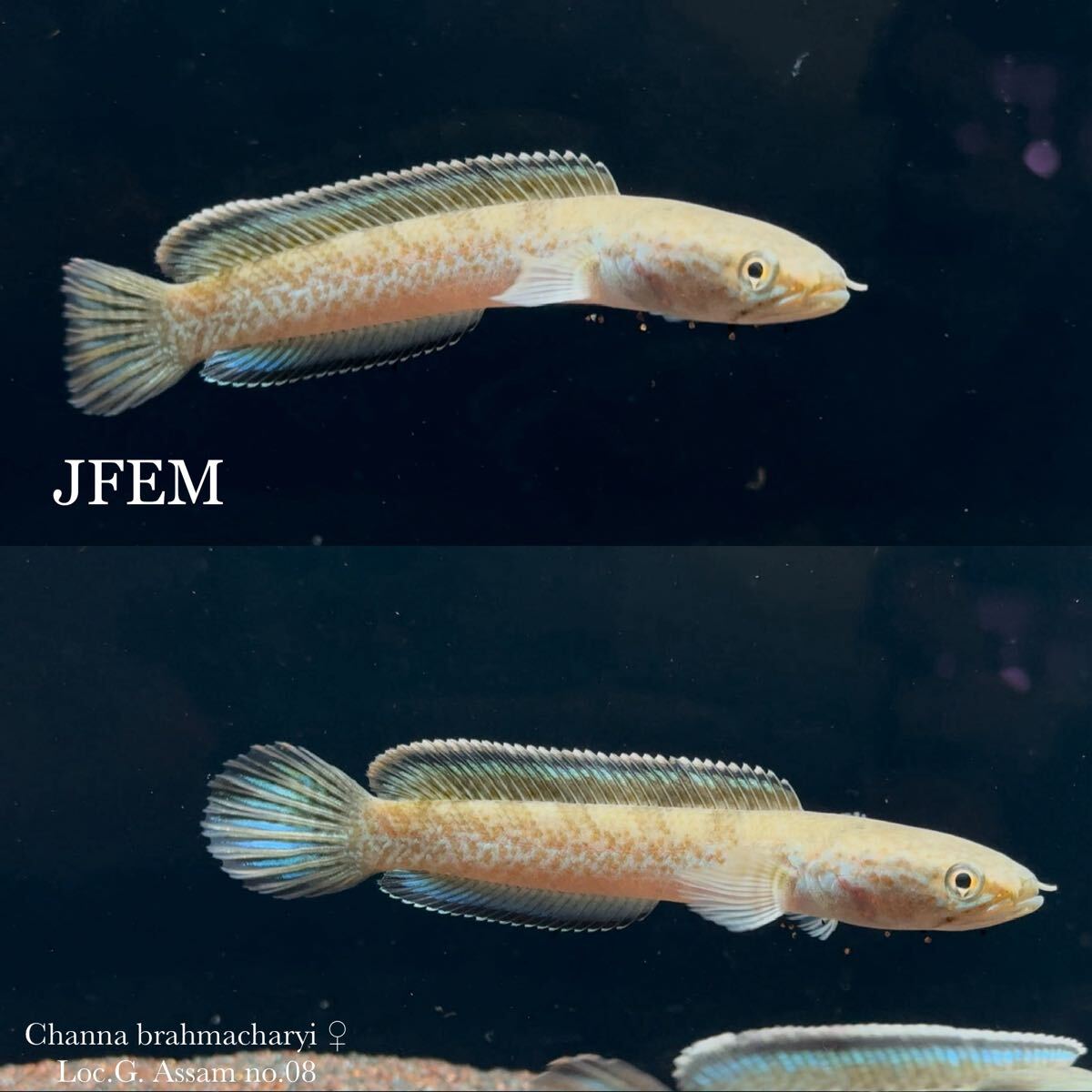 チャンナ ブラーマチャリイ Channa brahmacharyi “Loc.G. Assam”/ sp. ガロ / エメラルドグリーン /ジェフェム JFEM no.06♀拍卖