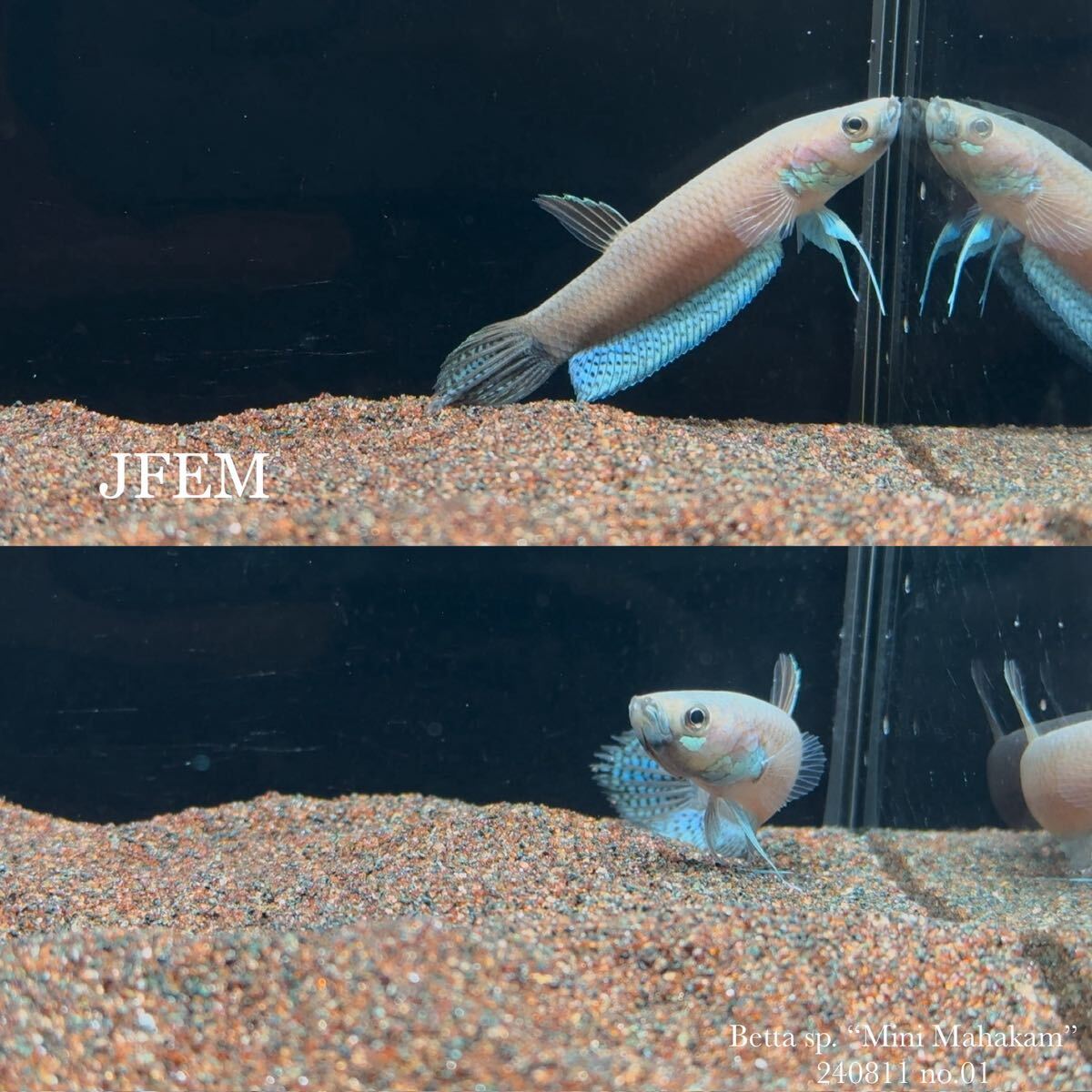 ベタ sp. ミニマハカム Betta sp. Mini Mahakam/ 240811/ジェフェム JFEM ペア no.01拍卖