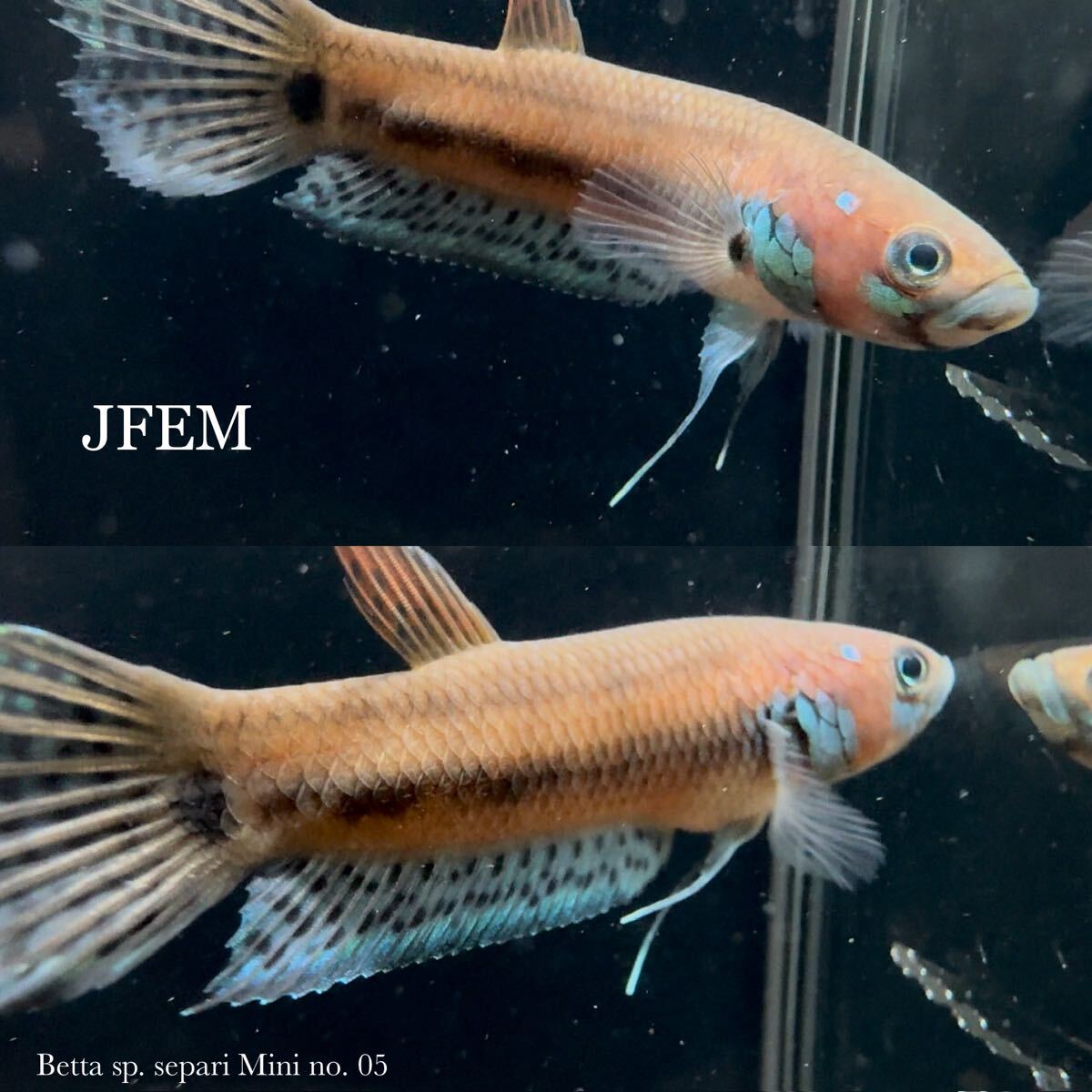 ベタ sp. セパリミニ Betta sp. Separi Mini /ジェフェム JFEM ペア no.05拍卖