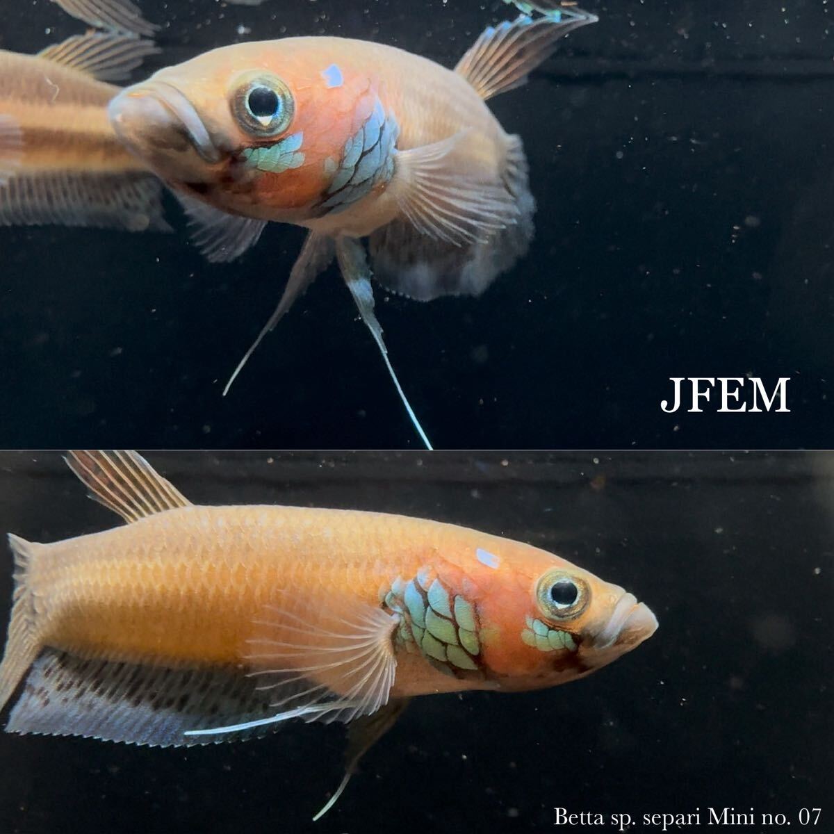 ベタ sp. セパリミニ Betta sp. Separi Mini / ジェフェム JFEM ペア no.07拍卖