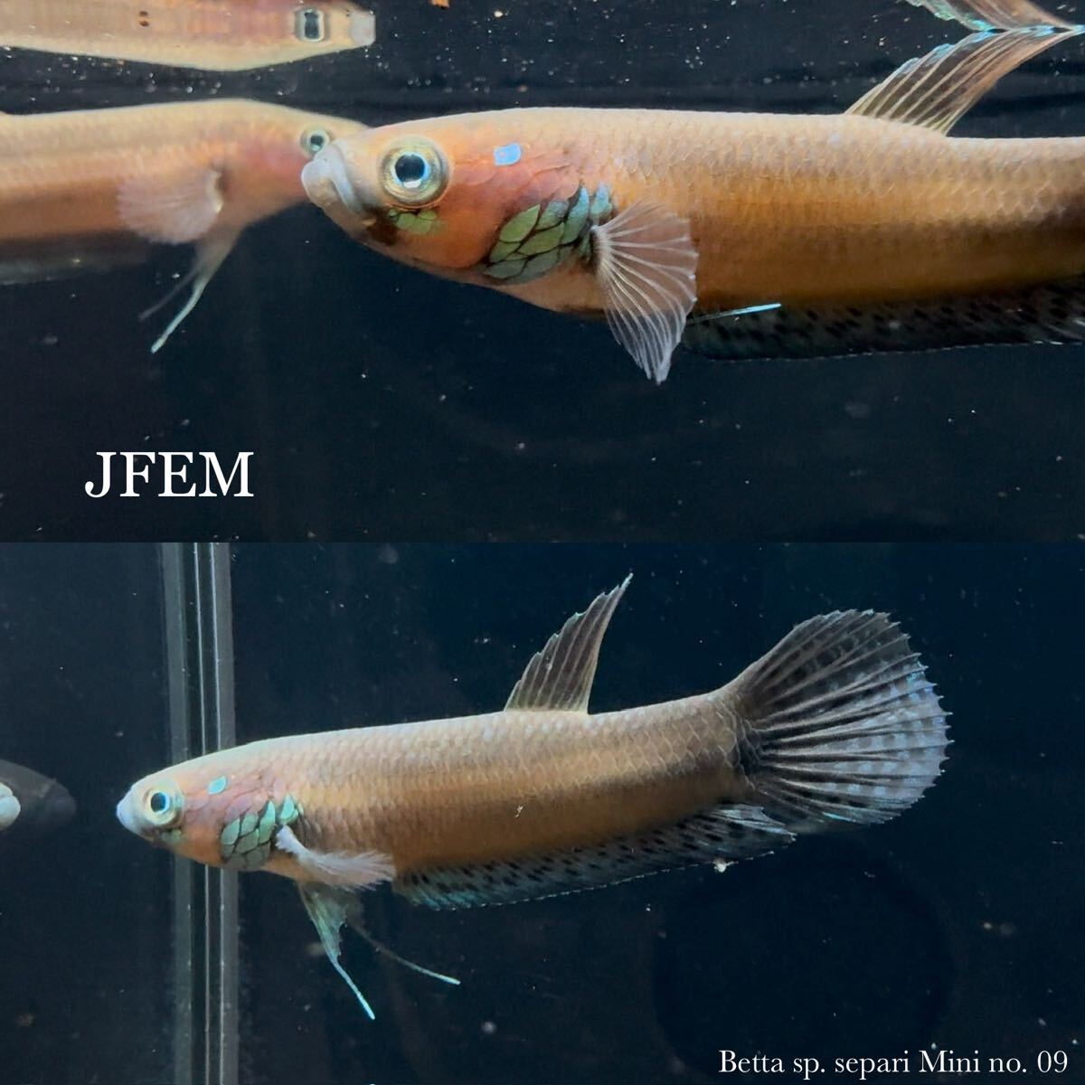 ベタ sp. セパリミニ Betta sp. Separi Mini / ジェフェム JFEM ペア no.09拍卖