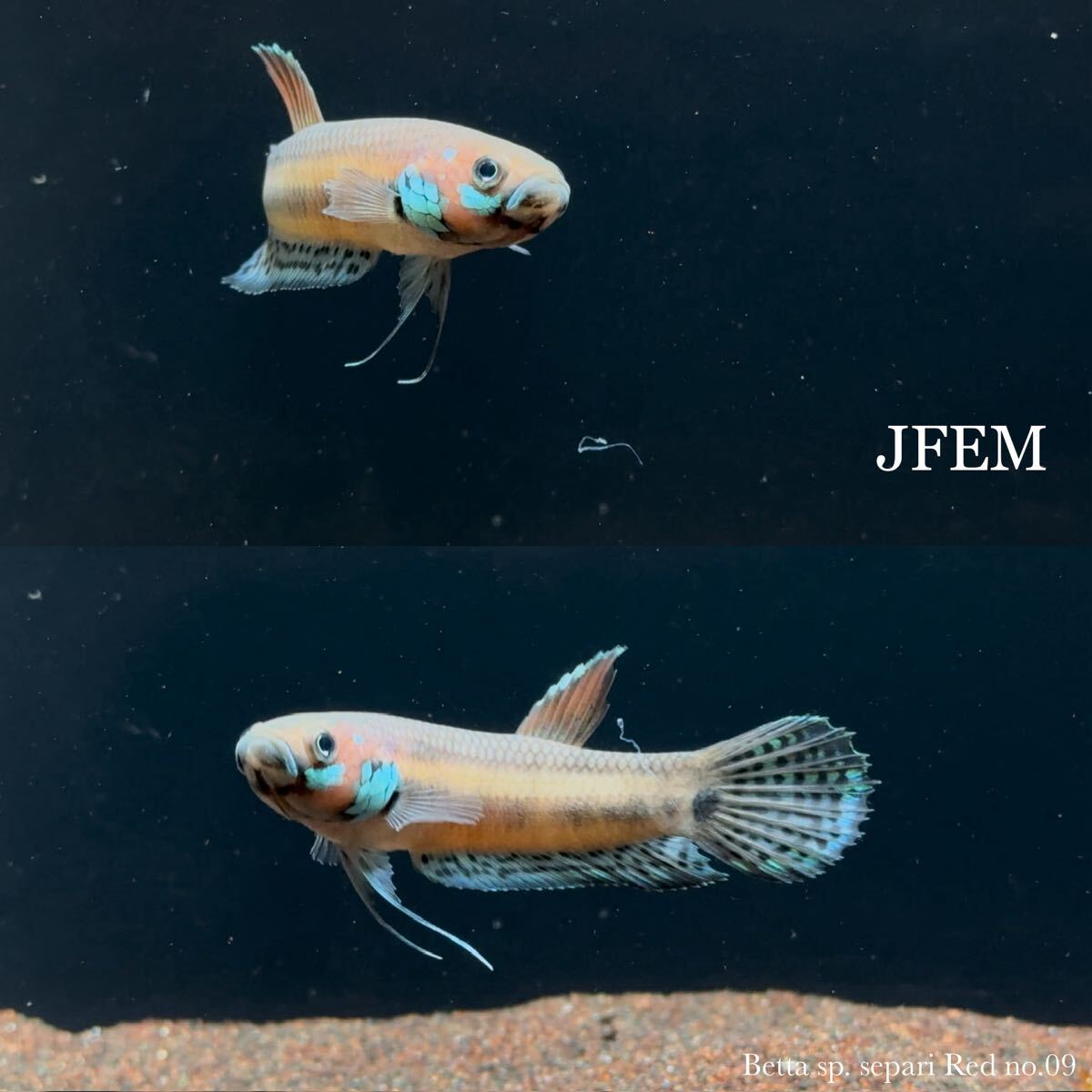 ベタ sp. セパリレッド Betta sp. Separi Red / ジェフェム JFEM ペア no.09拍卖
