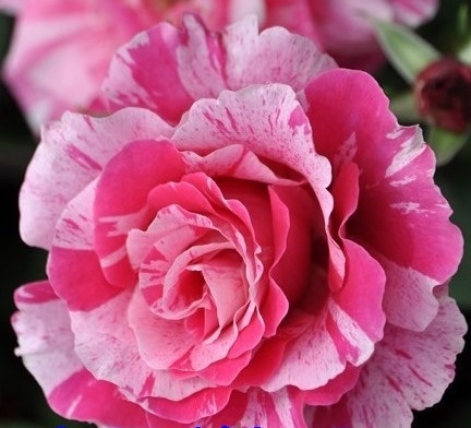 切り花 K3R4A2Z2-T5a3 淡いピンクのフリルがかった丸弁に濃いピンが美しい★挿し木苗拍卖