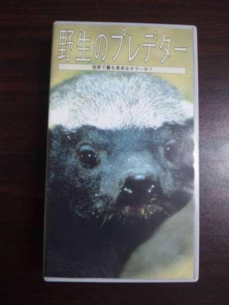 【VHS】 野生のプレデター 世界で最も卑劣なキラーか? 日本語吹替版拍卖