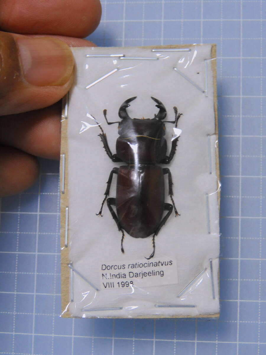 ☆ラティオキナティブスオオクワガタ 33mm拍卖