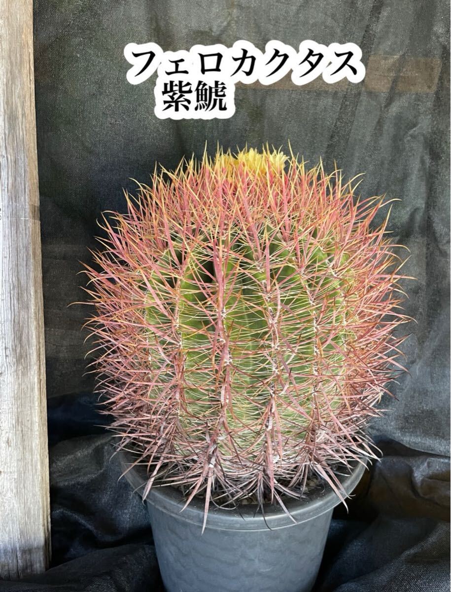 サボテン フェロカクタス♪ 紫鯱 ♪ 完成、開花、実生株 高さ約25cm 径約23cm 単品梱包 着払いのみ拍卖