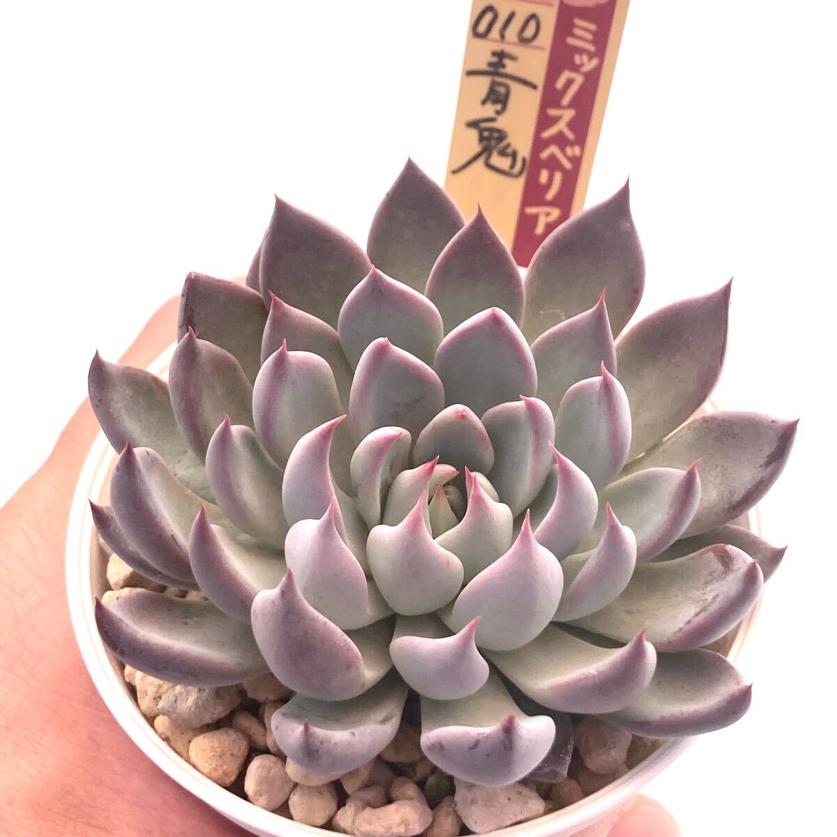 【極上苗】ミックスベリア 青鬼 多肉植物 おらいさん 自家繁殖苗 エケベリア拍卖