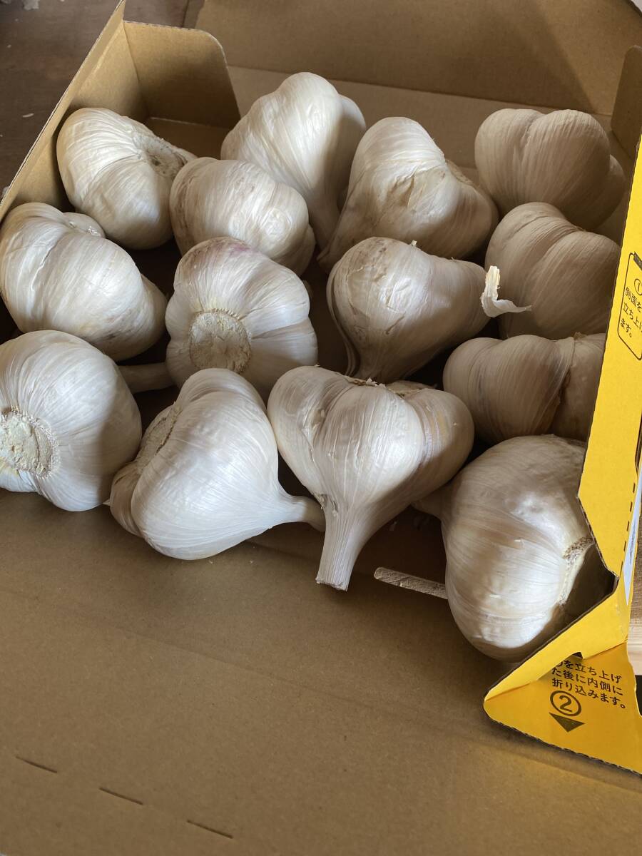 青森県にんにく1キロ M 免疫力UP拍卖