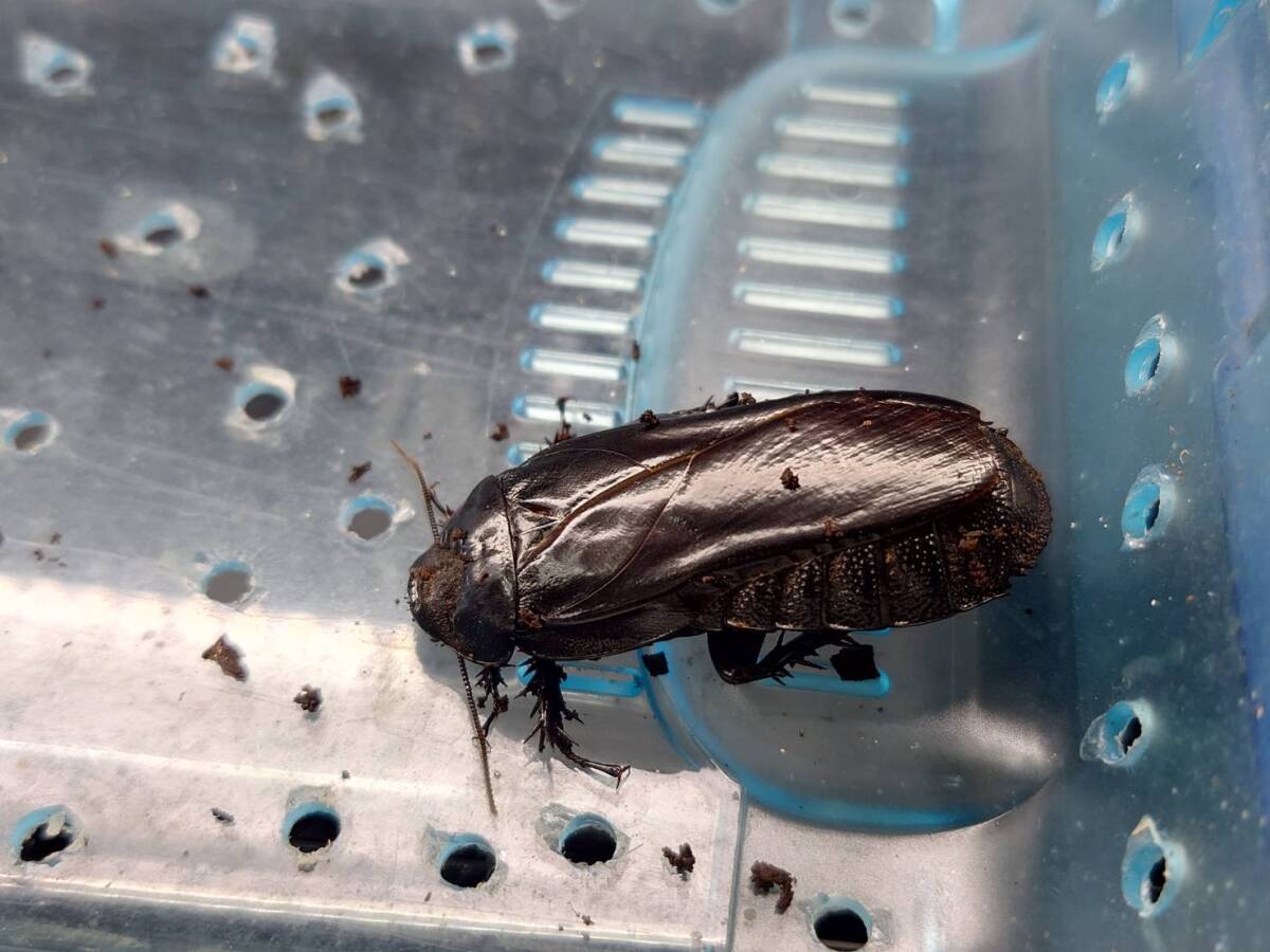 5匹+1匹フィリピン産オオゴキブリローチ拍卖