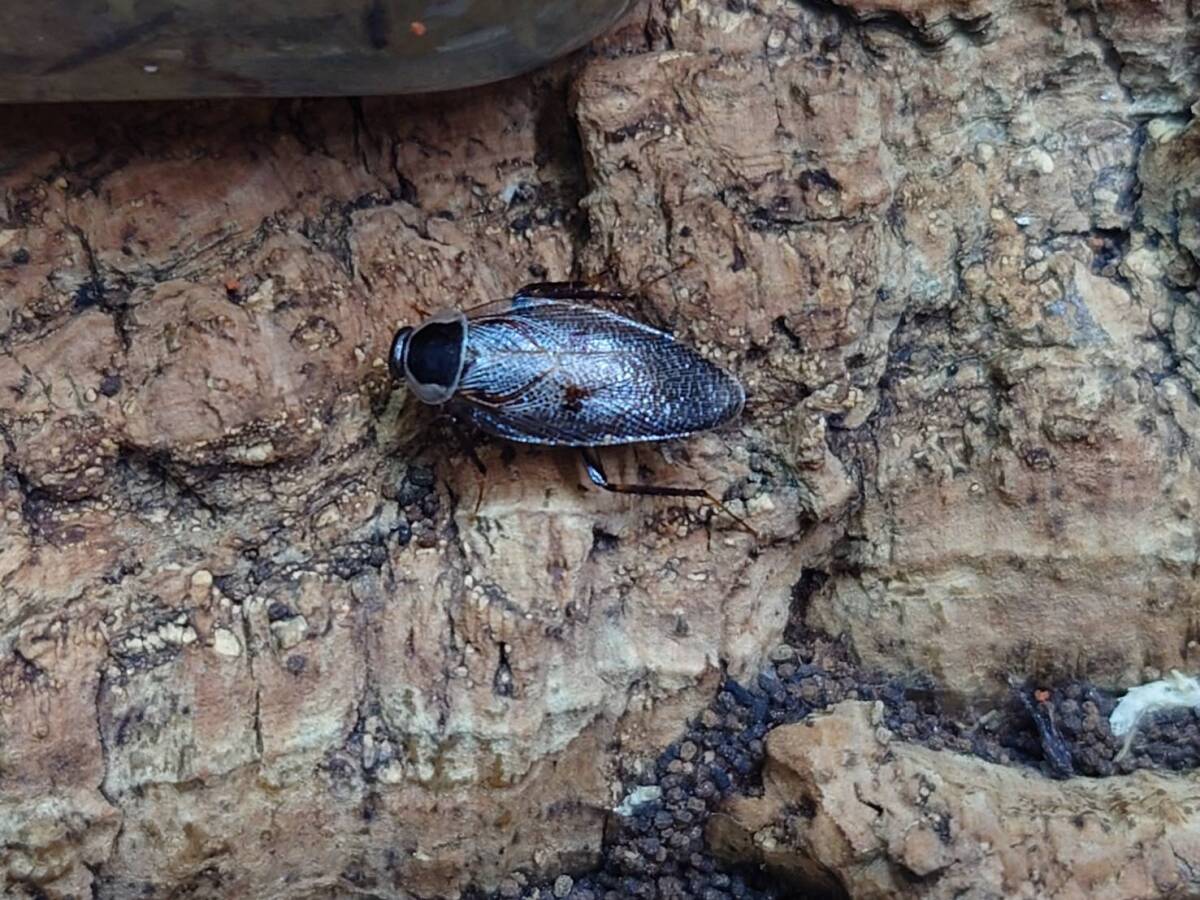 アダルトペアAllacta bimaculataローチ ゴキブリ拍卖