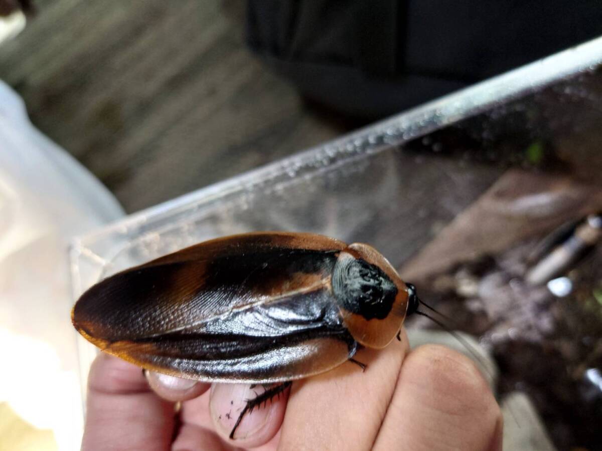 激レア5匹+1匹Blaberus craniifer(メキシコベラクルス産)ローチゴキブリⅠ-⑪拍卖