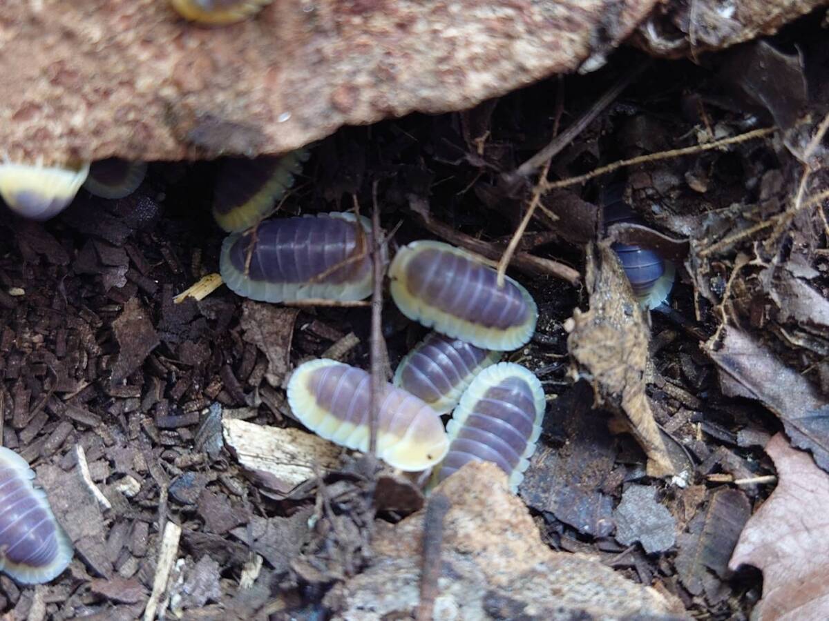 5匹+1匹セットレモンブルーCubaris sp. "Lemon Blue"ダンゴムシワラジムシ拍卖