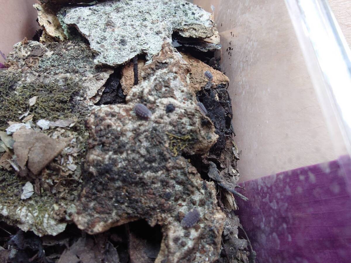 5匹+1匹セットArmadillidae gen sp. Shiny Gater ダンゴムシ ワラジムシシャイニーゲーター拍卖