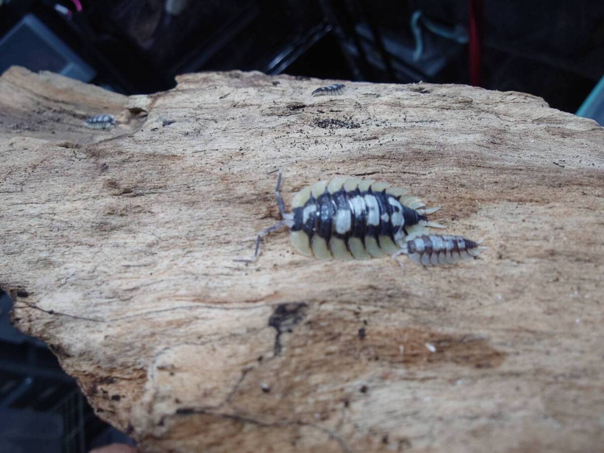10匹 Porcellio expansus 珍しい模様多数のコロニー!ダンゴムシ ワラジムシ⑰拍卖