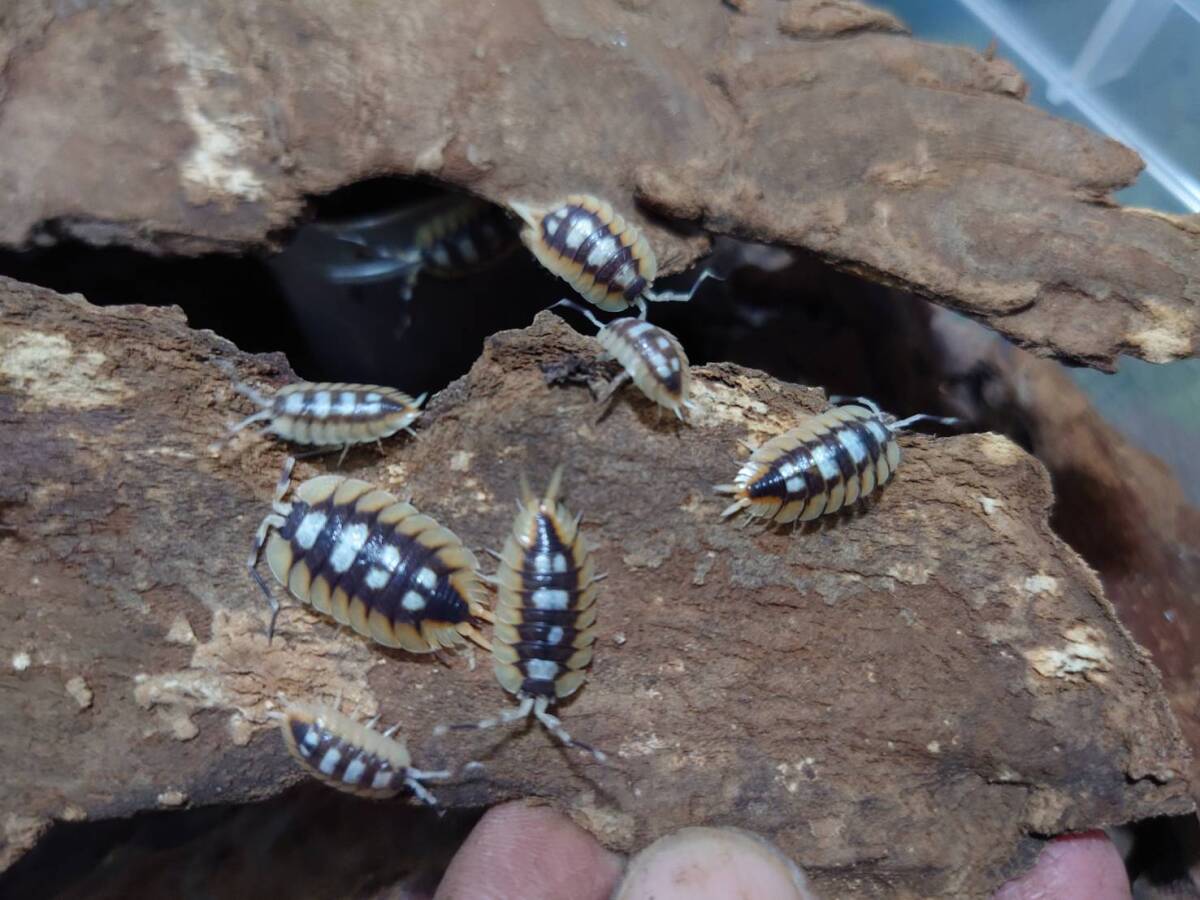 激レア!5匹+1匹Porcellio expansus orangeエキスパンサス オレンジダンゴムシワラジムシⅠ-⑪拍卖