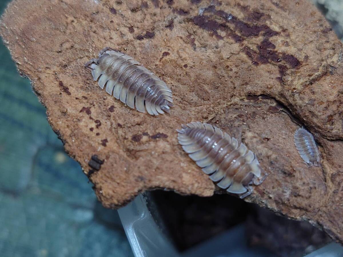 10匹Trachelipus Trilobatusワラジムシダンゴムシ拍卖