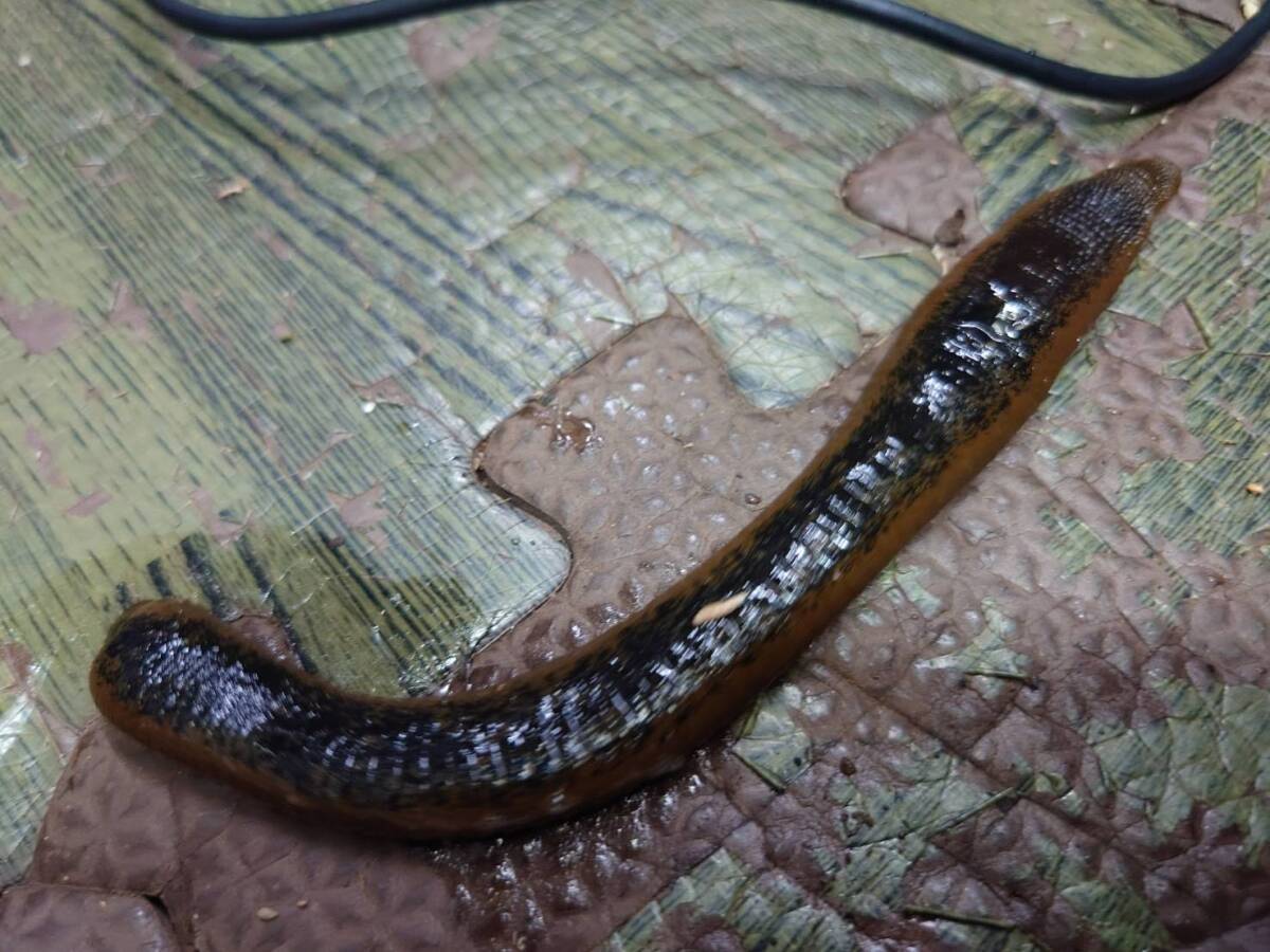 人血未吸血の清潔安心の超巨大ヒル Hirudinaria manillensis ヒル タイ国マハーサラカーム県産 ネッタイチスイビル拍卖