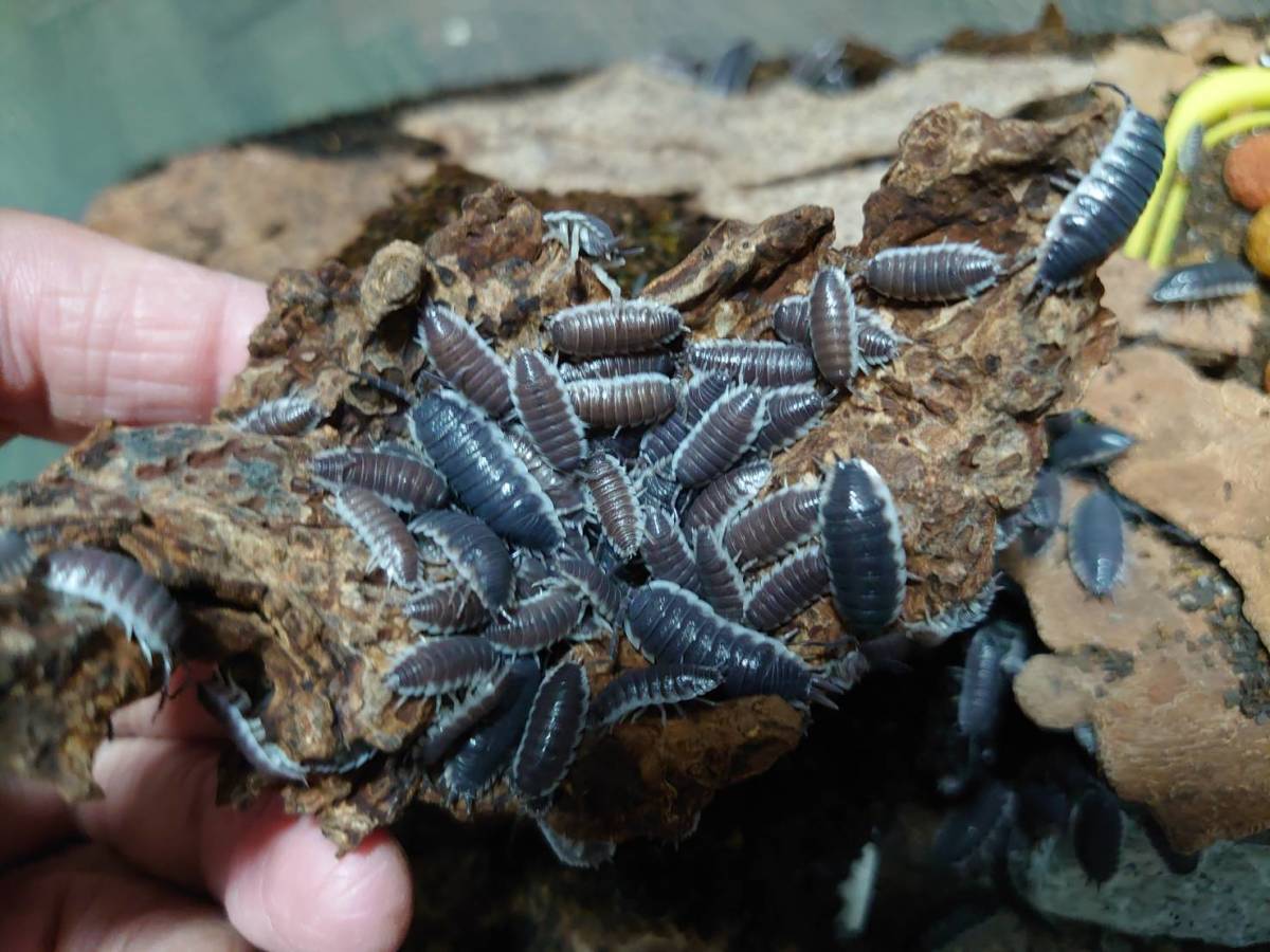 ほぼ成体~成体10匹+αセット Porcellio hoffmannseggi "Almeria" ワラジムシ ダンゴムシ拍卖