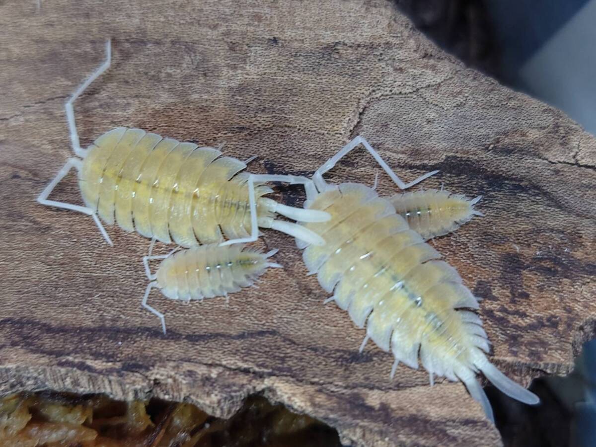 5匹+1匹セットPorcellio bolivari T -アルビノ ボリバリユウレイオオワラジムシダンゴムシ拍卖