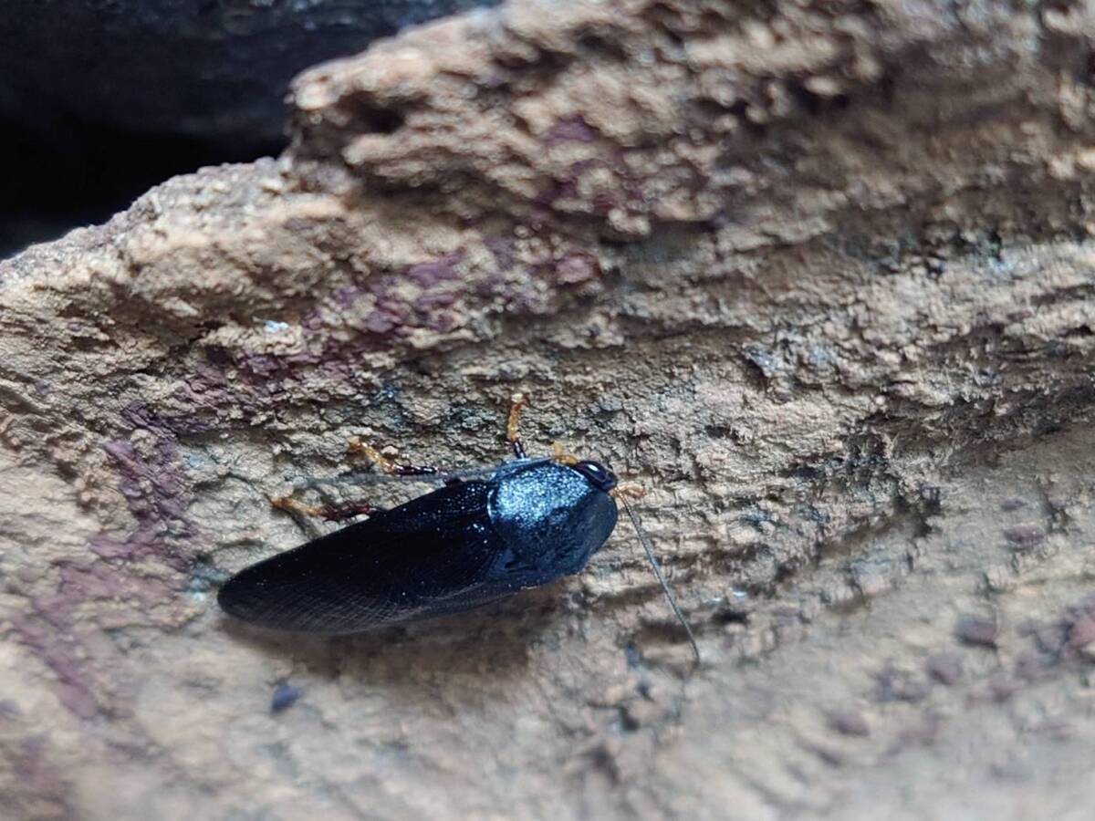 5匹+1匹ワラジゴキブリCorydidarum tarsalisローチ拍卖