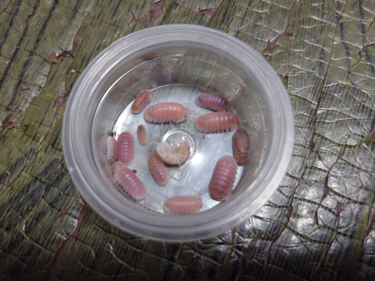 10匹+α Cubaris sp. Pink Laser(a血統)ダンゴムシワラジムシ⑪拍卖